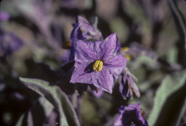 APII jpeg image of Solanum ellipticum  © contact APII