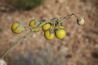 APII jpeg image of Solanum ellipticum  © contact APII