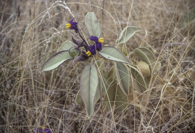 APII jpeg image of Solanum ellipticum  © contact APII