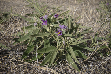 APII jpeg image of Solanum esuriale  © contact APII