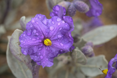 APII jpeg image of Solanum lasiophyllum  © contact APII