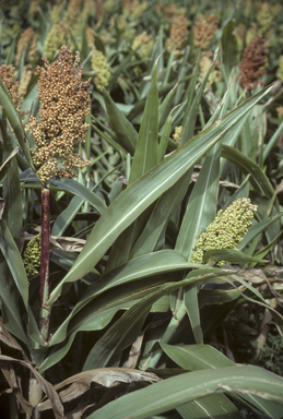 APII jpeg image of Sorghum bicolor  © contact APII