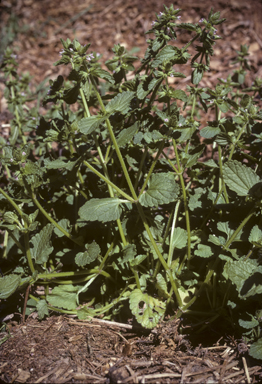 APII jpeg image of Stachys arvensis  © contact APII