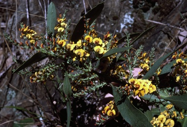 APII jpeg image of Daviesia latifolia  © contact APII