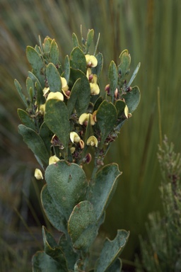 APII jpeg image of Daviesia obovata  © contact APII