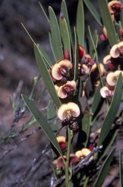 APII jpeg image of Daviesia megacalyx  © contact APII