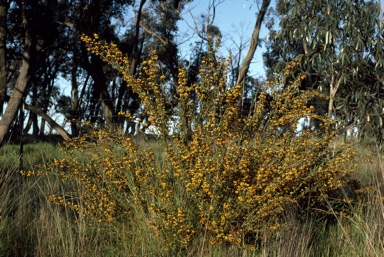 APII jpeg image of Daviesia mimosoides subsp. mimosoides  © contact APII