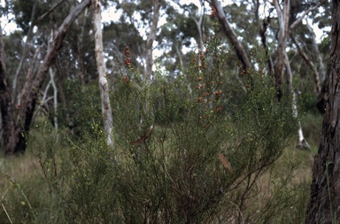 APII jpeg image of Daviesia ulicifolia subsp. incarnata  © contact APII