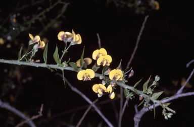 APII jpeg image of Daviesia umbellulata  © contact APII