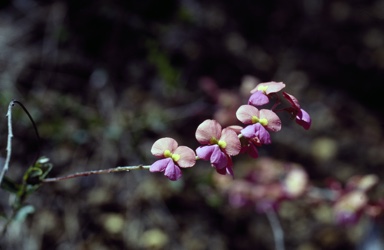 APII jpeg image of Chorizema reticulatum  © contact APII