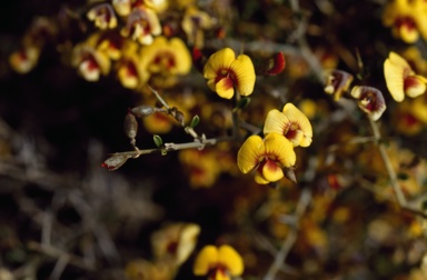 APII jpeg image of Mirbelia sp. Ternata (M.D.Crisp & L.G.Cook MDC 9267)  © contact APII