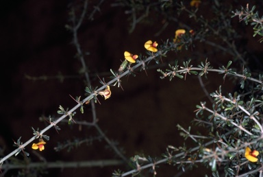 APII jpeg image of Mirbelia microphylla  © contact APII