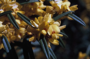 APII jpeg image of Oxylobium arborescens  © contact APII