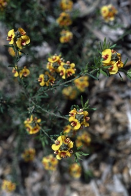 APII jpeg image of Pultenaea brachytropis  © contact APII