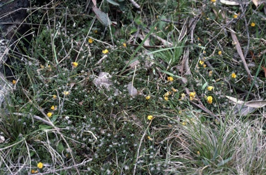 APII jpeg image of Pultenaea polifolia  © contact APII