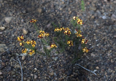 APII jpeg image of Pultenaea verruculosa  © contact APII