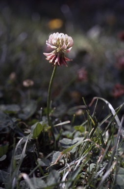 APII jpeg image of Trifolium repens  © contact APII