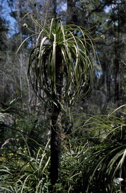 APII jpeg image of Dasypogon bromeliifolius  © contact APII