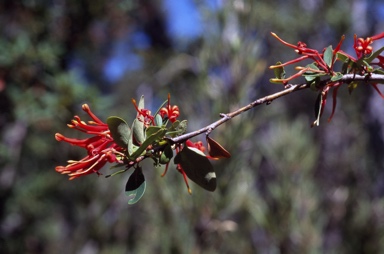 APII jpeg image of Embothrium coccineum  © contact APII