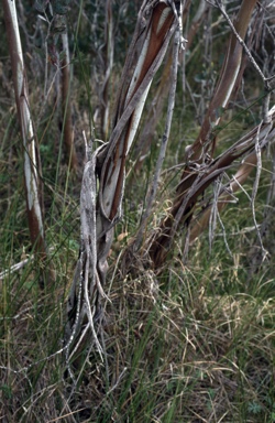 APII jpeg image of Eucalyptus aquatica  © contact APII