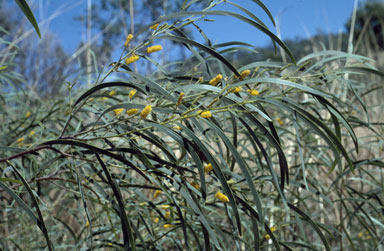 APII jpeg image of Acacia ancistrocarpa  © contact APII