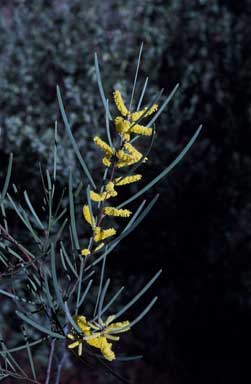 APII jpeg image of Acacia caroleae  © contact APII