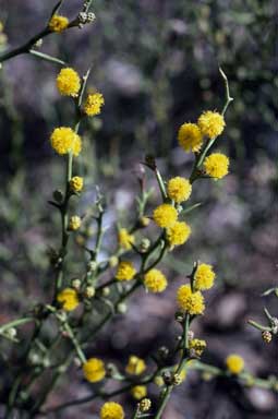 APII jpeg image of Acacia continua  © contact APII