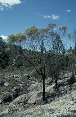 APII jpeg image of Acacia doratoxylon  © contact APII