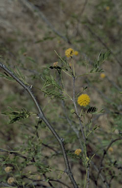 APII jpeg image of Vachellia farnesiana var. farnesiana  © contact APII