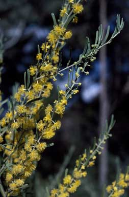 APII jpeg image of Acacia flexifolia  © contact APII