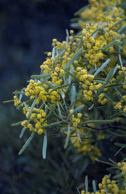 APII jpeg image of Acacia hakeoides  © contact APII