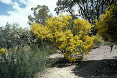 APII jpeg image of Acacia havilandiorum  © contact APII