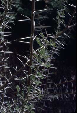 APII jpeg image of Vachellia karroo  © contact APII