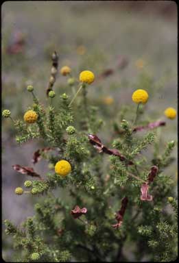 APII jpeg image of Acacia lycopodiifolia  © contact APII