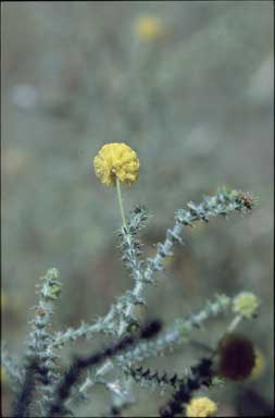 APII jpeg image of Acacia lycopodiifolia  © contact APII