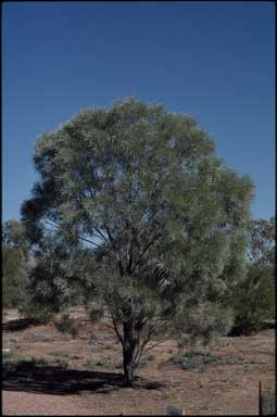 APII jpeg image of Acacia maconochieana  © contact APII