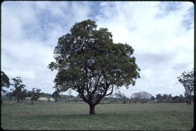 APII jpeg image of Acacia melanoxylon  © contact APII