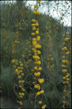 APII jpeg image of Acacia merinthophora  © contact APII