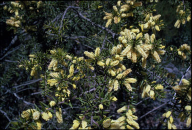 APII jpeg image of Acacia oxycedrus  © contact APII