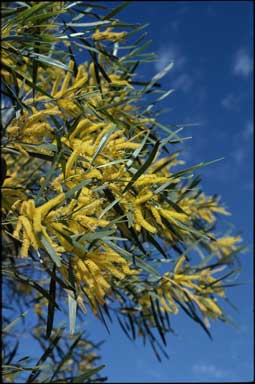 APII jpeg image of Acacia plectocarpa subsp. plectocarpa  © contact APII