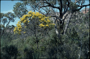 APII jpeg image of Acacia pycnantha  © contact APII