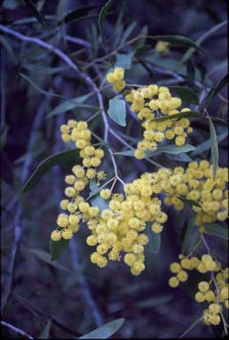 APII jpeg image of Acacia pycnantha  © contact APII