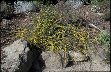 APII jpeg image of Acacia rhigiophylla  © contact APII