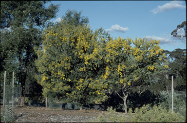 APII jpeg image of Acacia semilunta  © contact APII