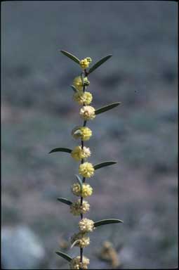 APII jpeg image of Acacia siculiformis  © contact APII