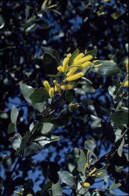 APII jpeg image of Acacia striatifolia  © contact APII