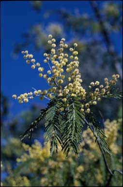 APII jpeg image of Acacia trachyphloia  © contact APII