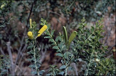 APII jpeg image of Acacia wickhamii subsp. wickhamii  © contact APII