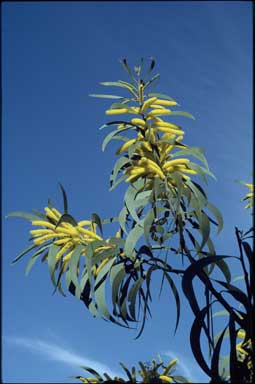 APII jpeg image of Acacia crassa subsp. crassa  © contact APII