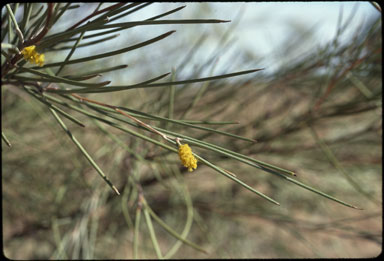 APII jpeg image of Acacia cyperophylla  © contact APII